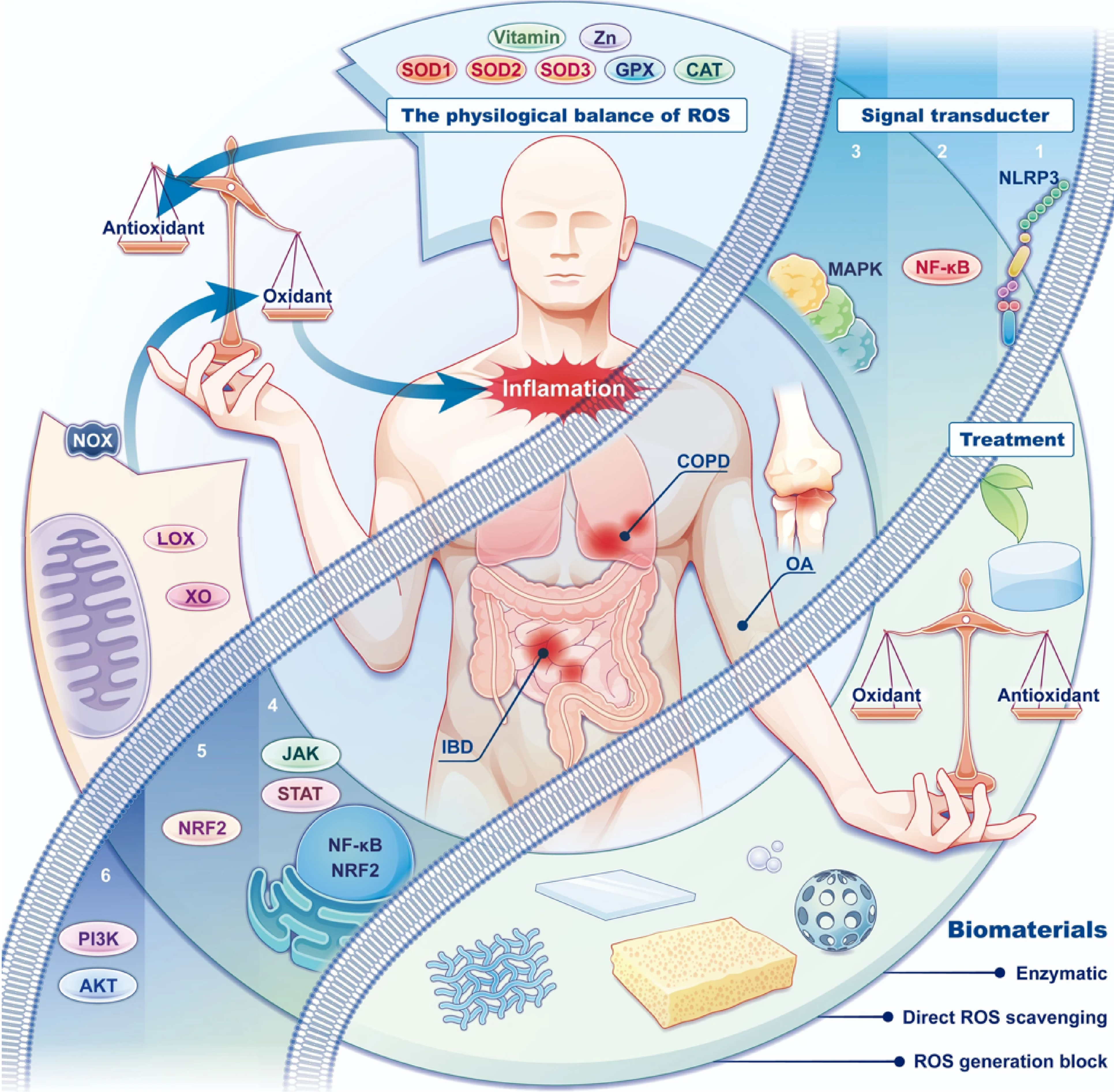 Reactive Oxygen Species